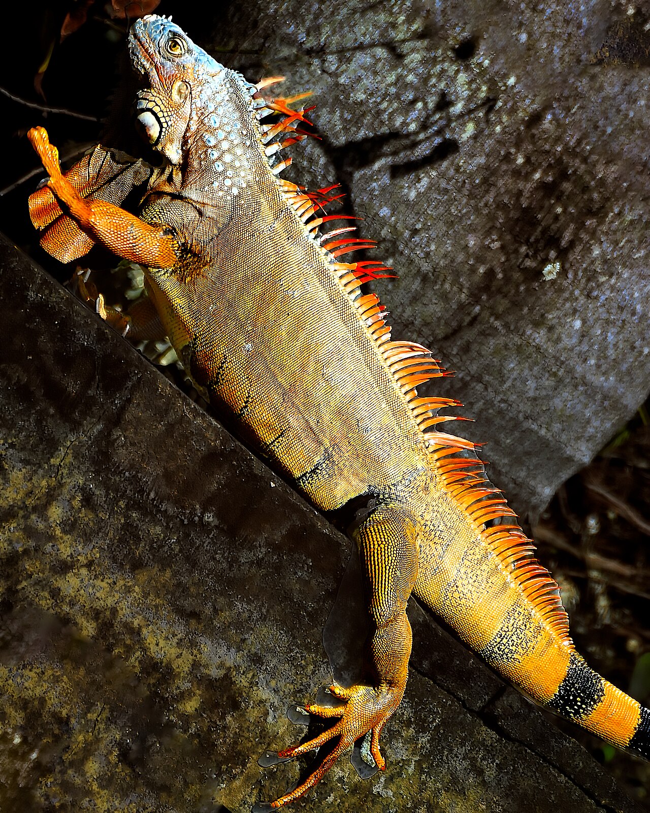 Iguana