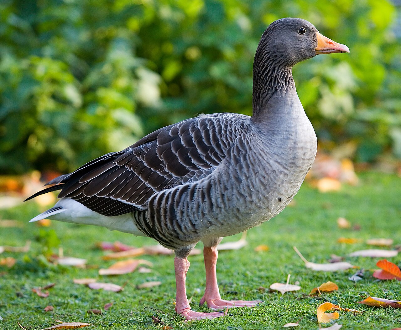 Greylag goose