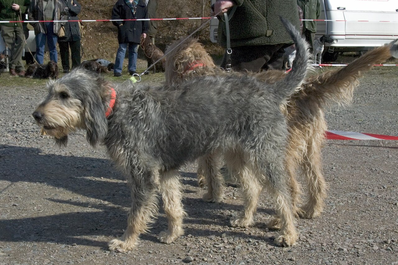 Griffon Nivernais dog
