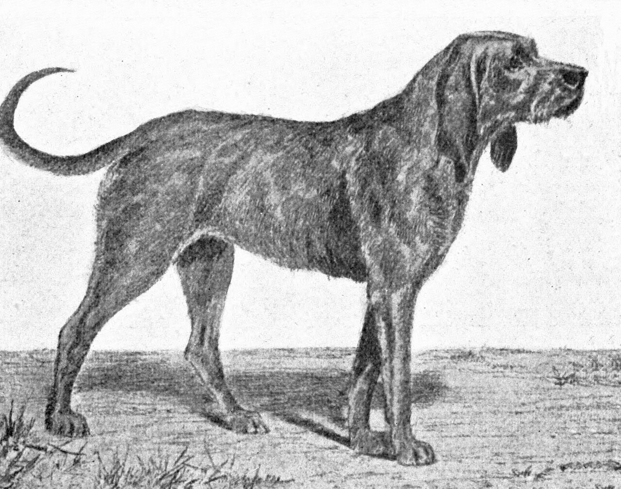 Chien-gris dog
