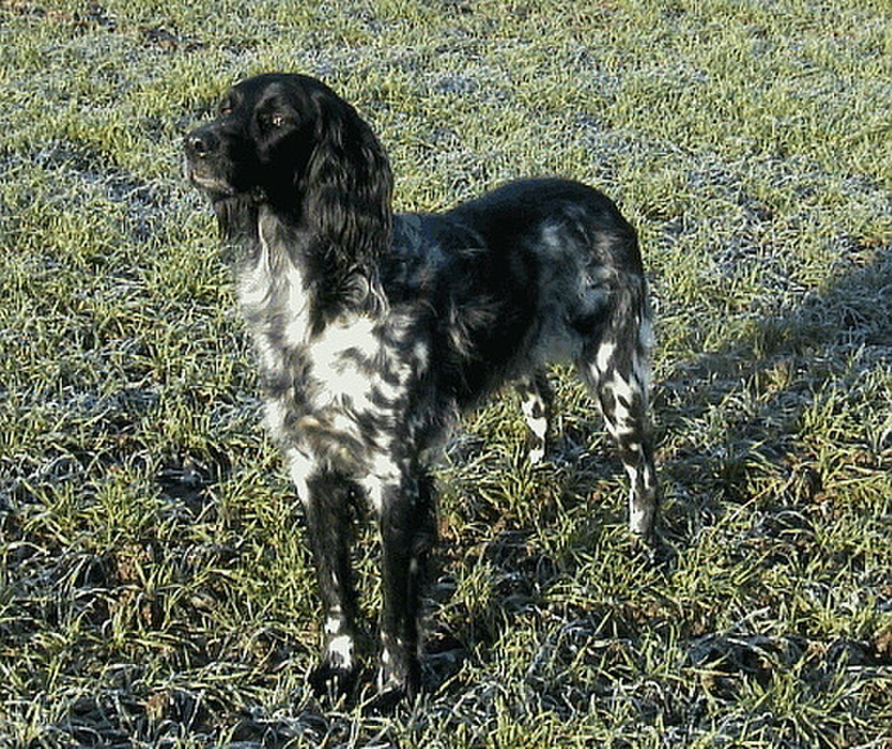 Large Münsterländer dog