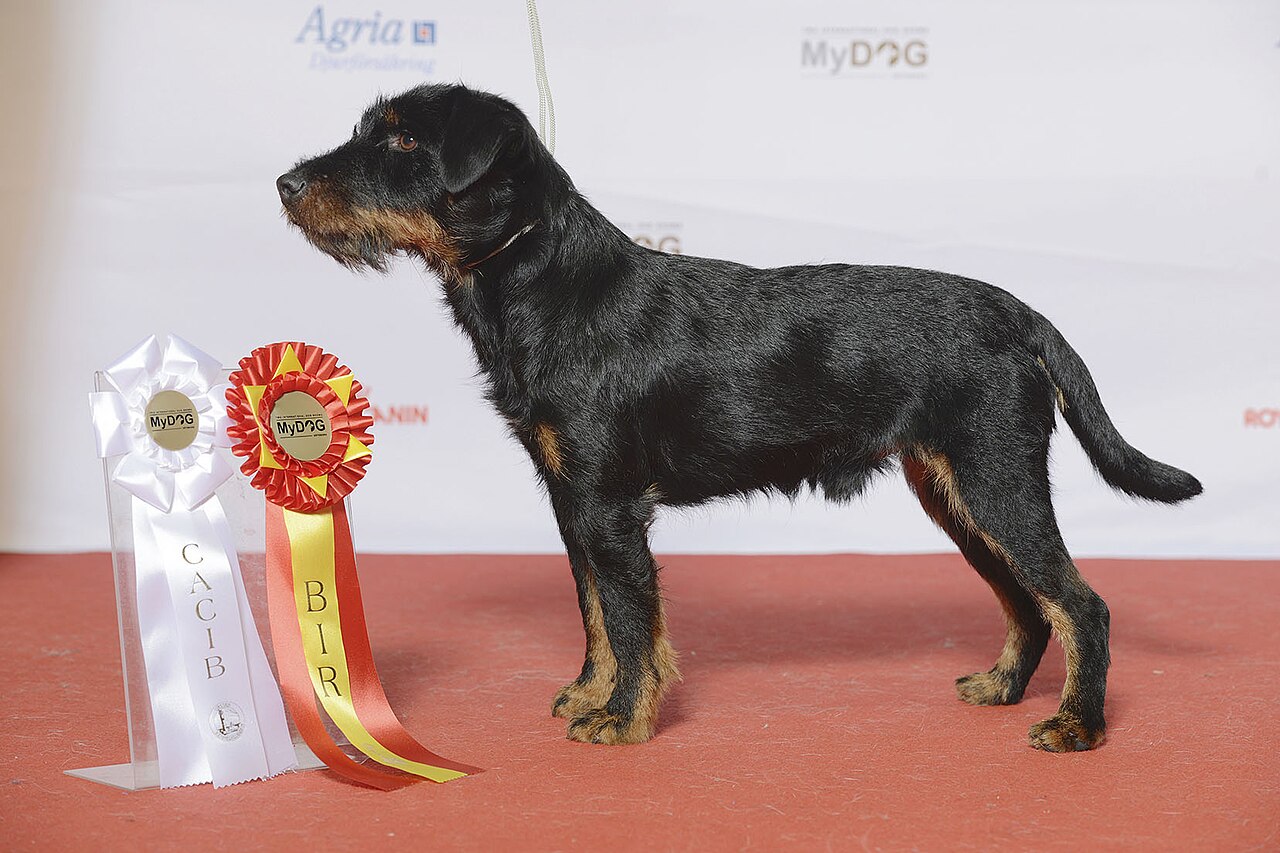 Jagdterrier dog