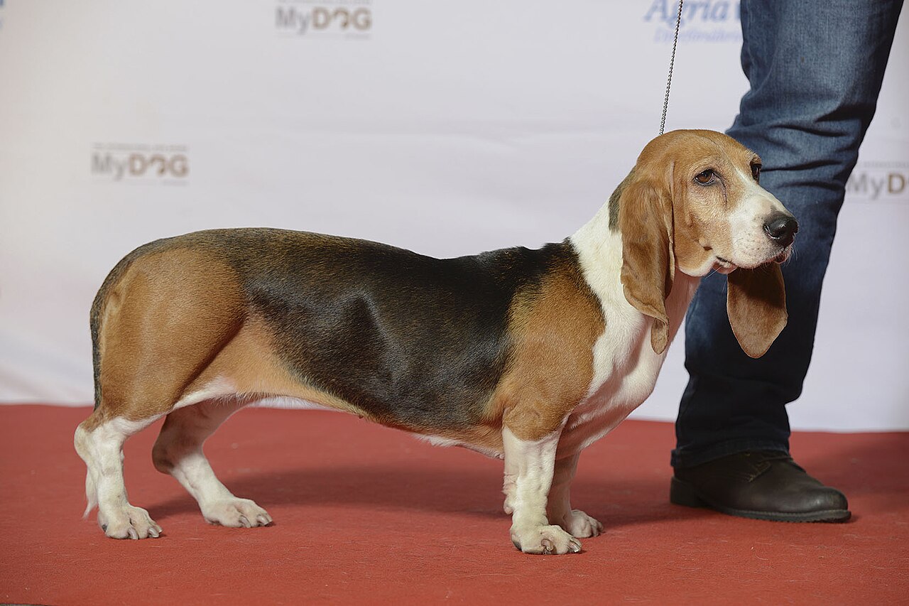 Basset Artésien Normand dog