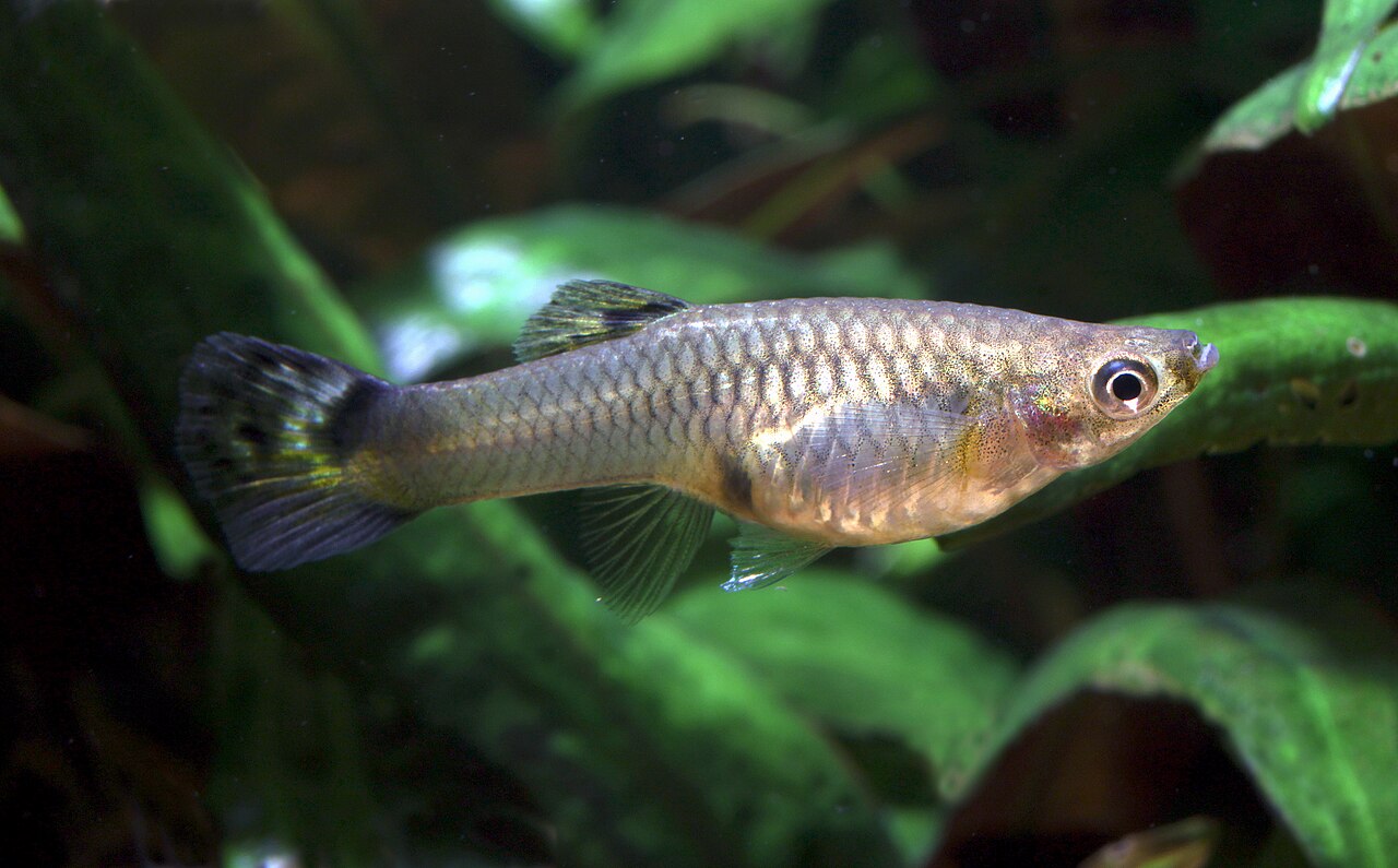 12 Best Fish for Beginners