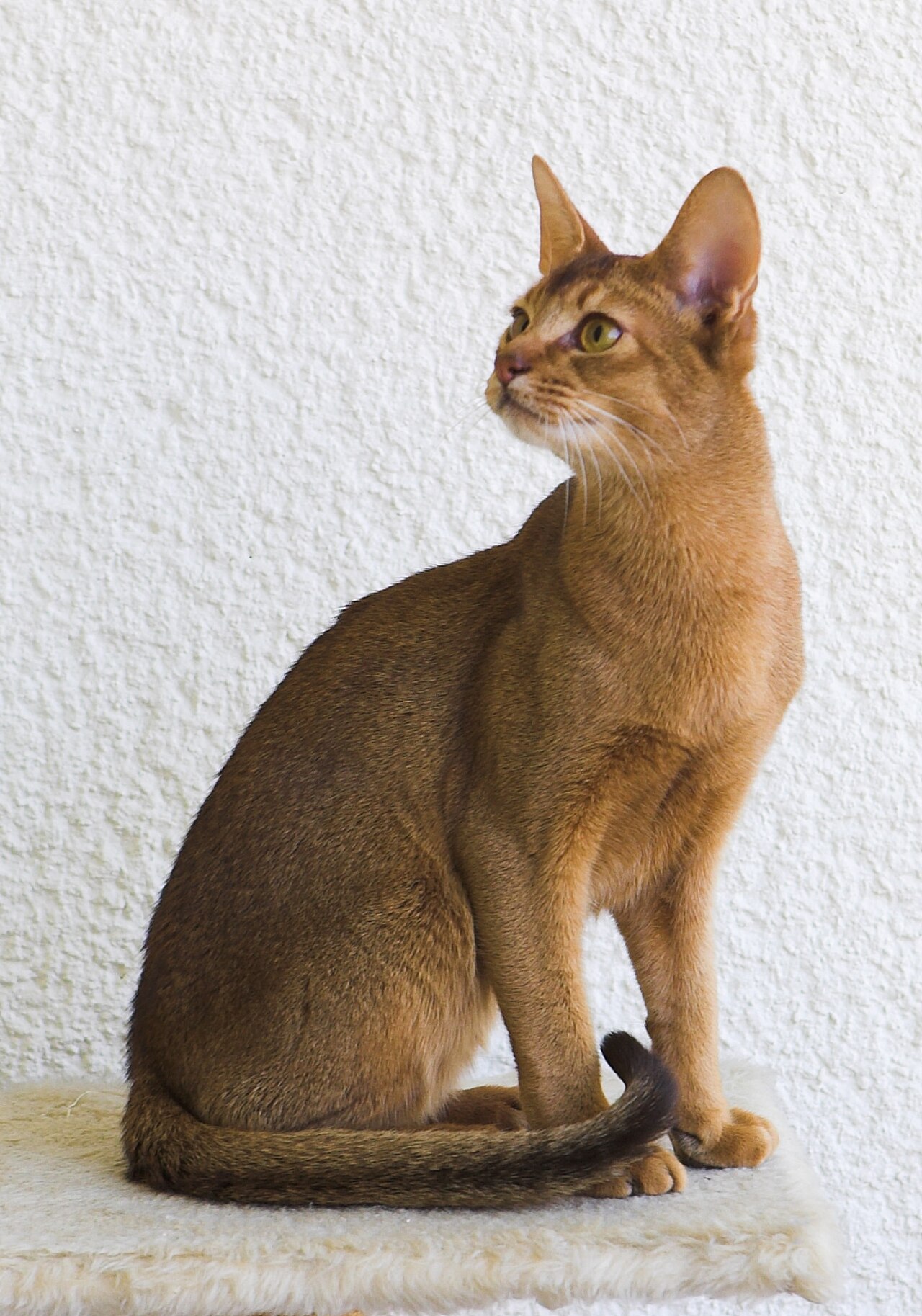 Abyssinian cat cat
