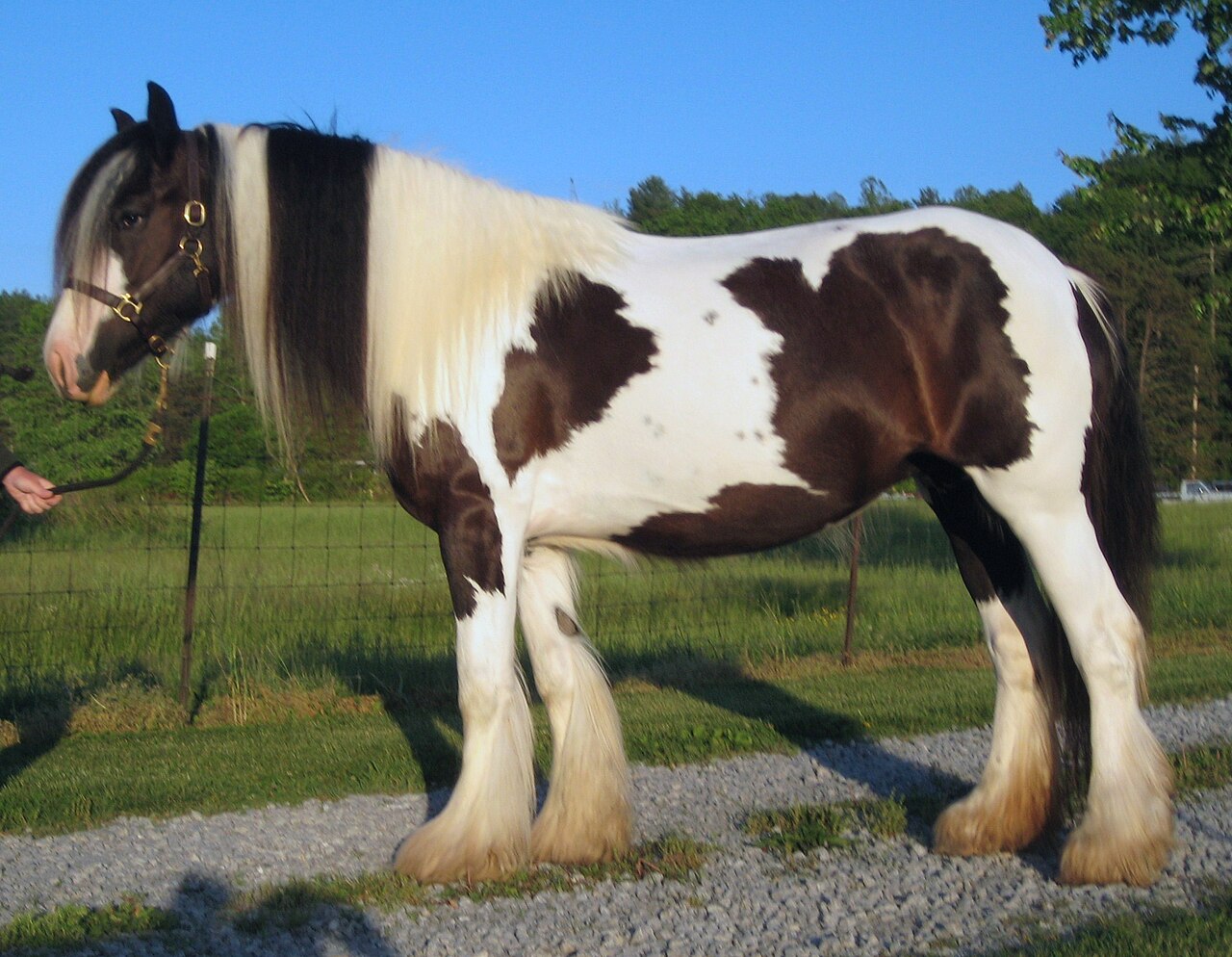 Piebald Gypsy Vanner cob with heavy leg feathering