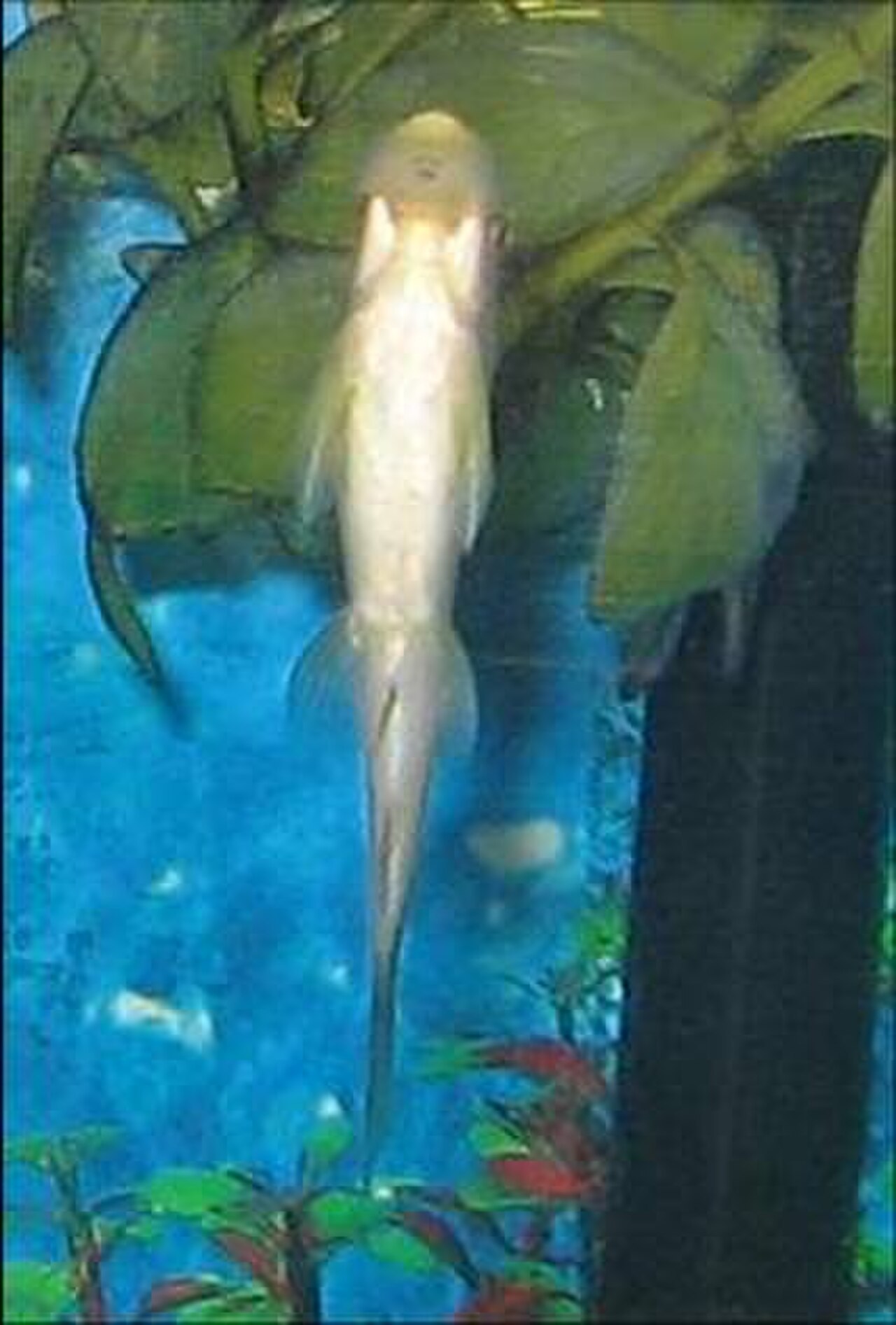 A photo of a Chinese Algae Eater