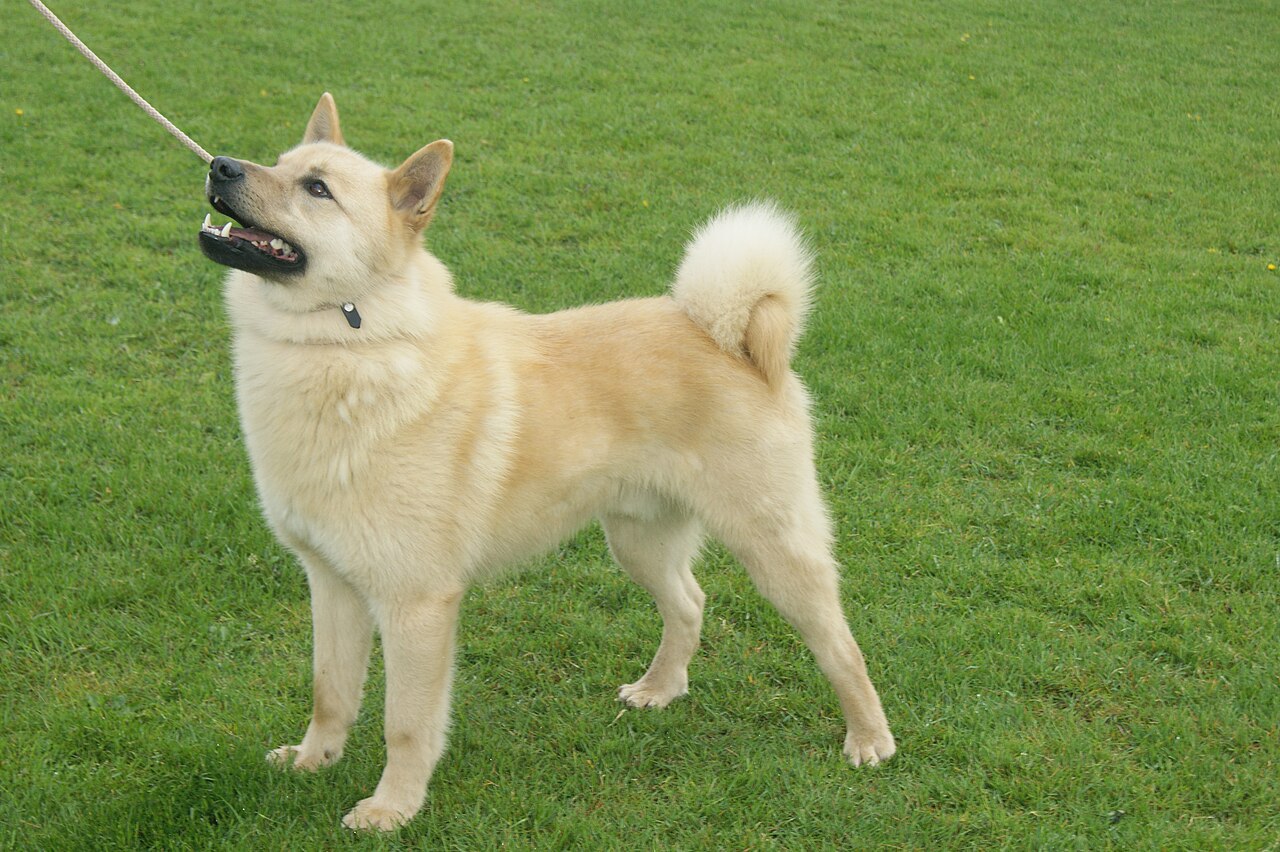 Hällefors Elkhound dog