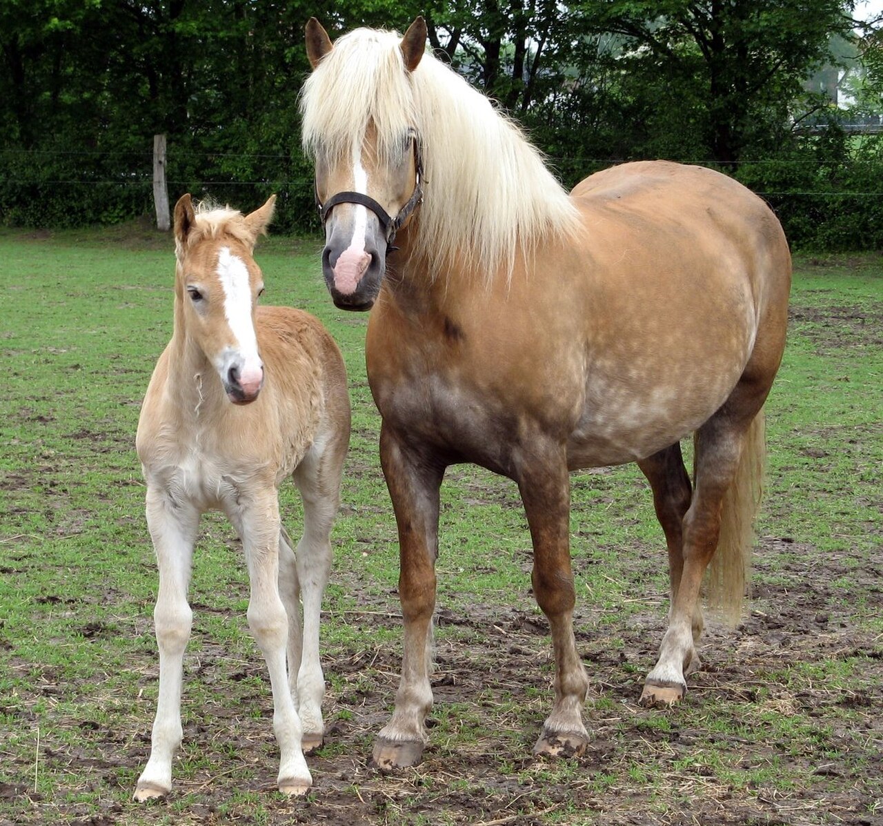 Chestnut Haflinger horse with a flaxen mane and tail