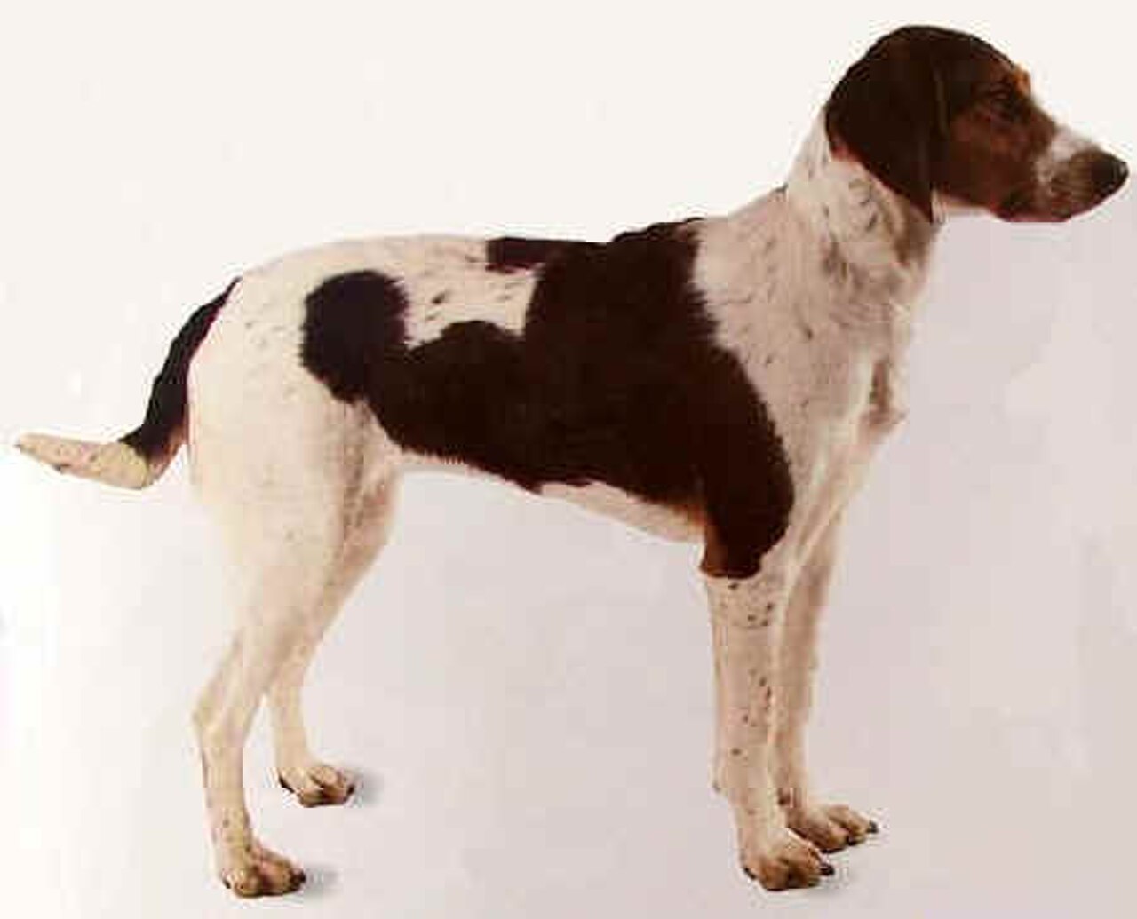 Halden Hound dog
