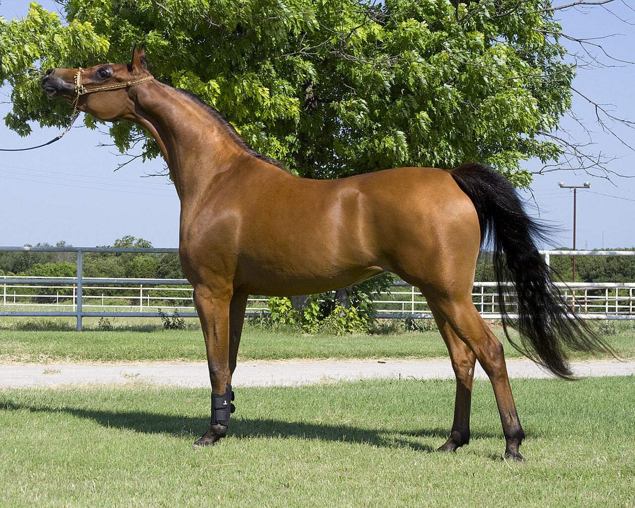 Grey Arabian horse standing, showing its dished face and high tail