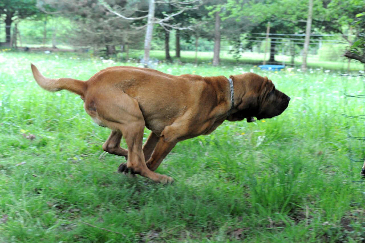 Sleuth hound dog