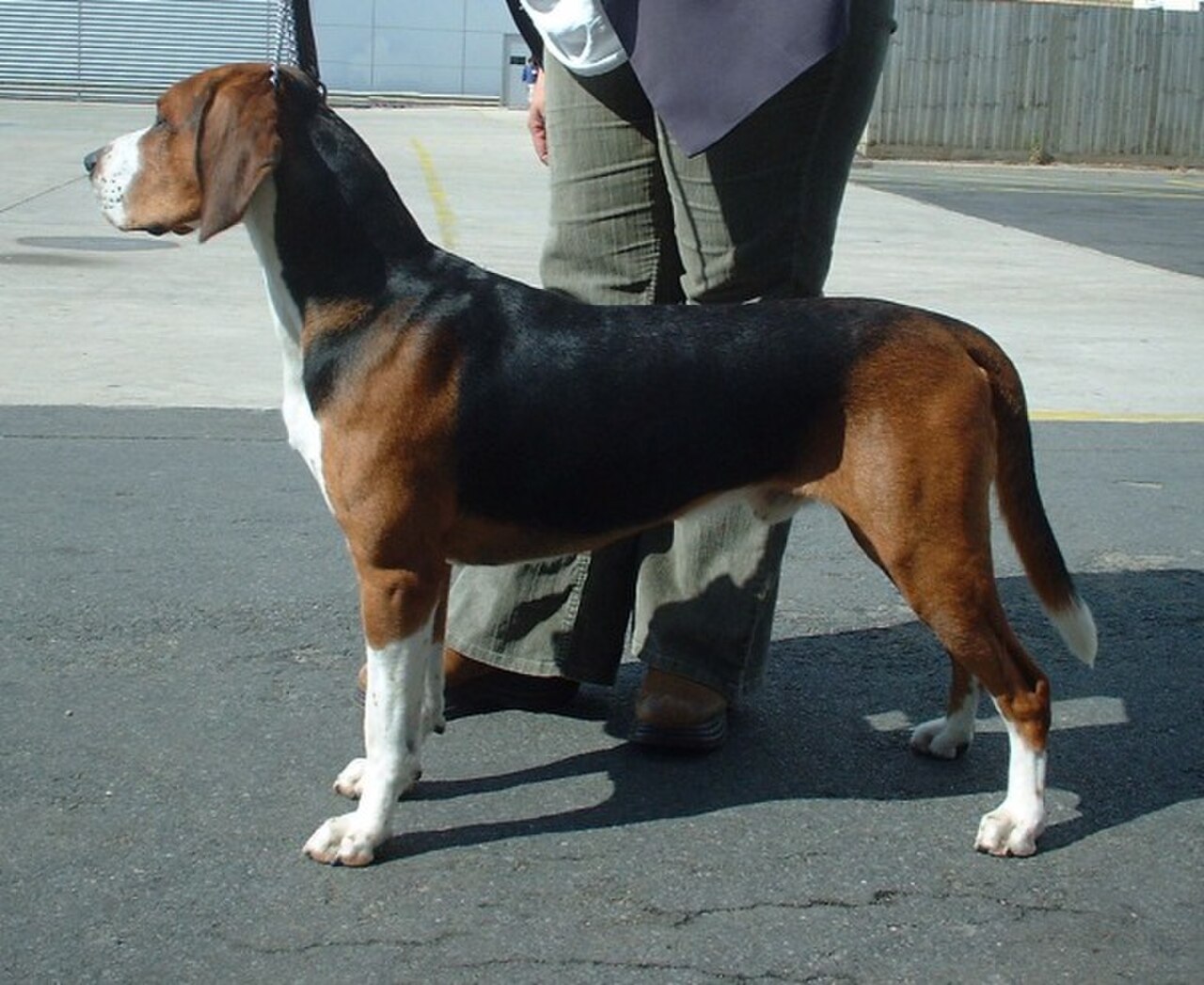 Hamiltonstövare dog
