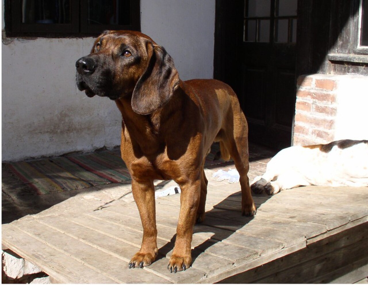 Hanover Hound dog