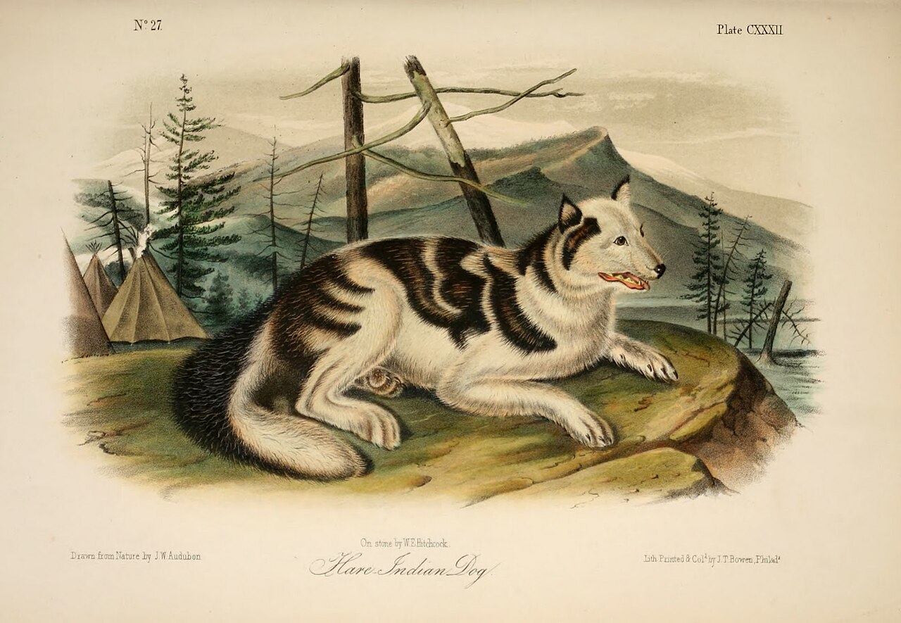Hare Indian Dog dog