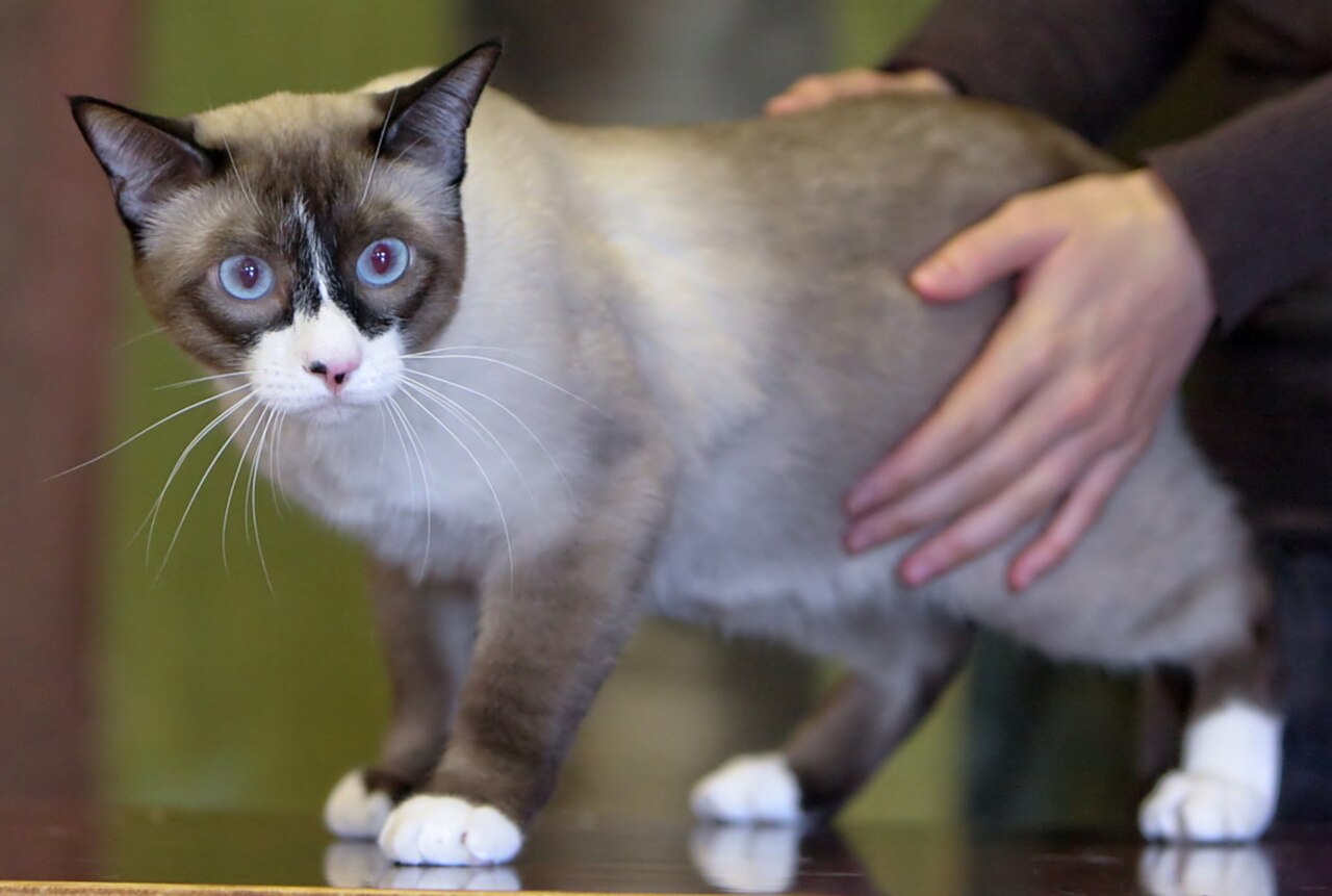 Snowshoe cat cat