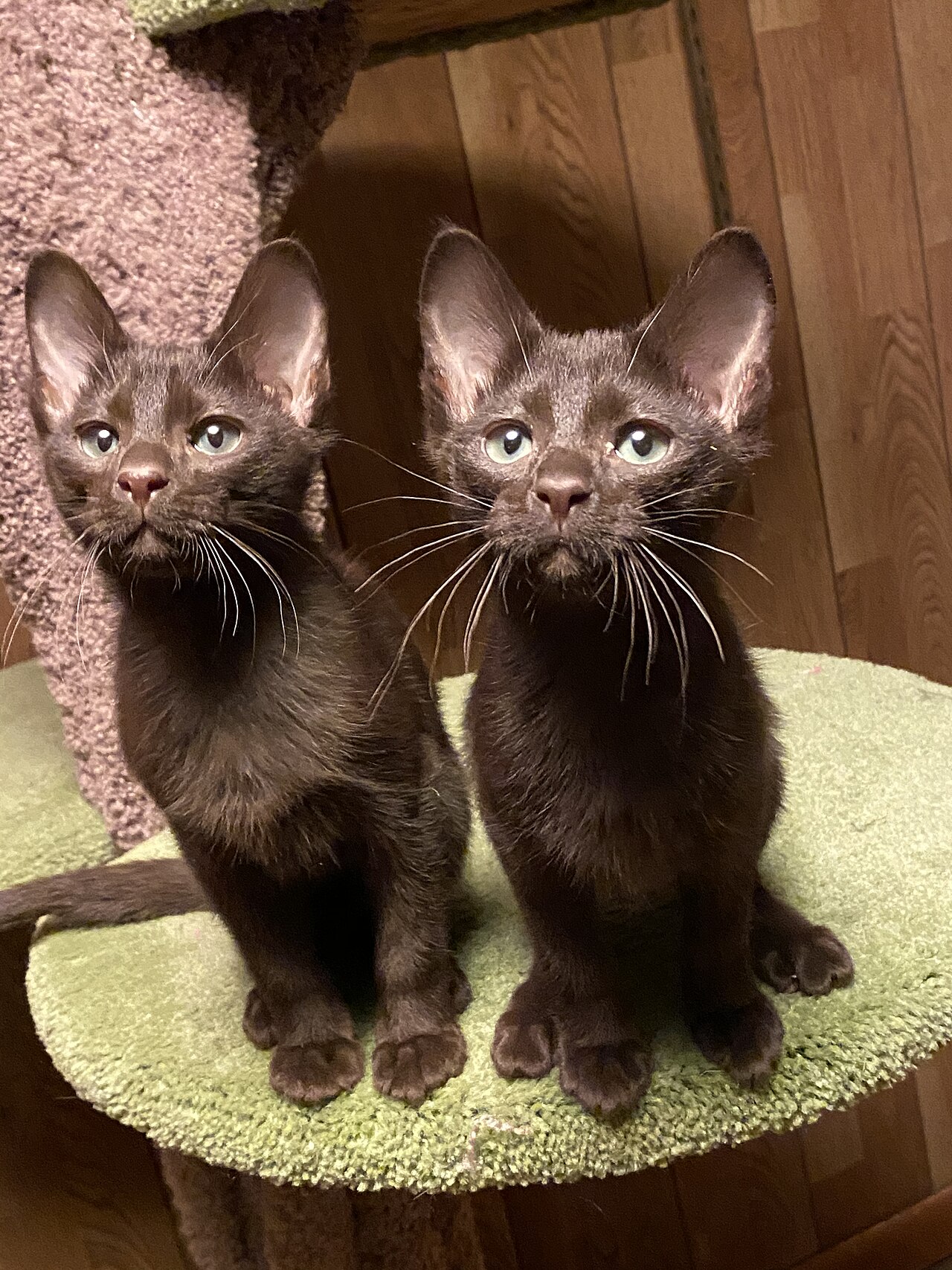 Havana Brown cat