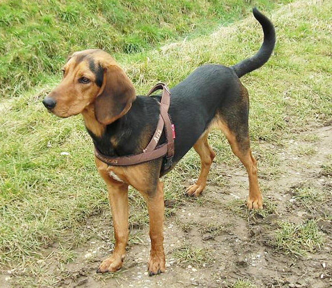 Greek Harehound dog