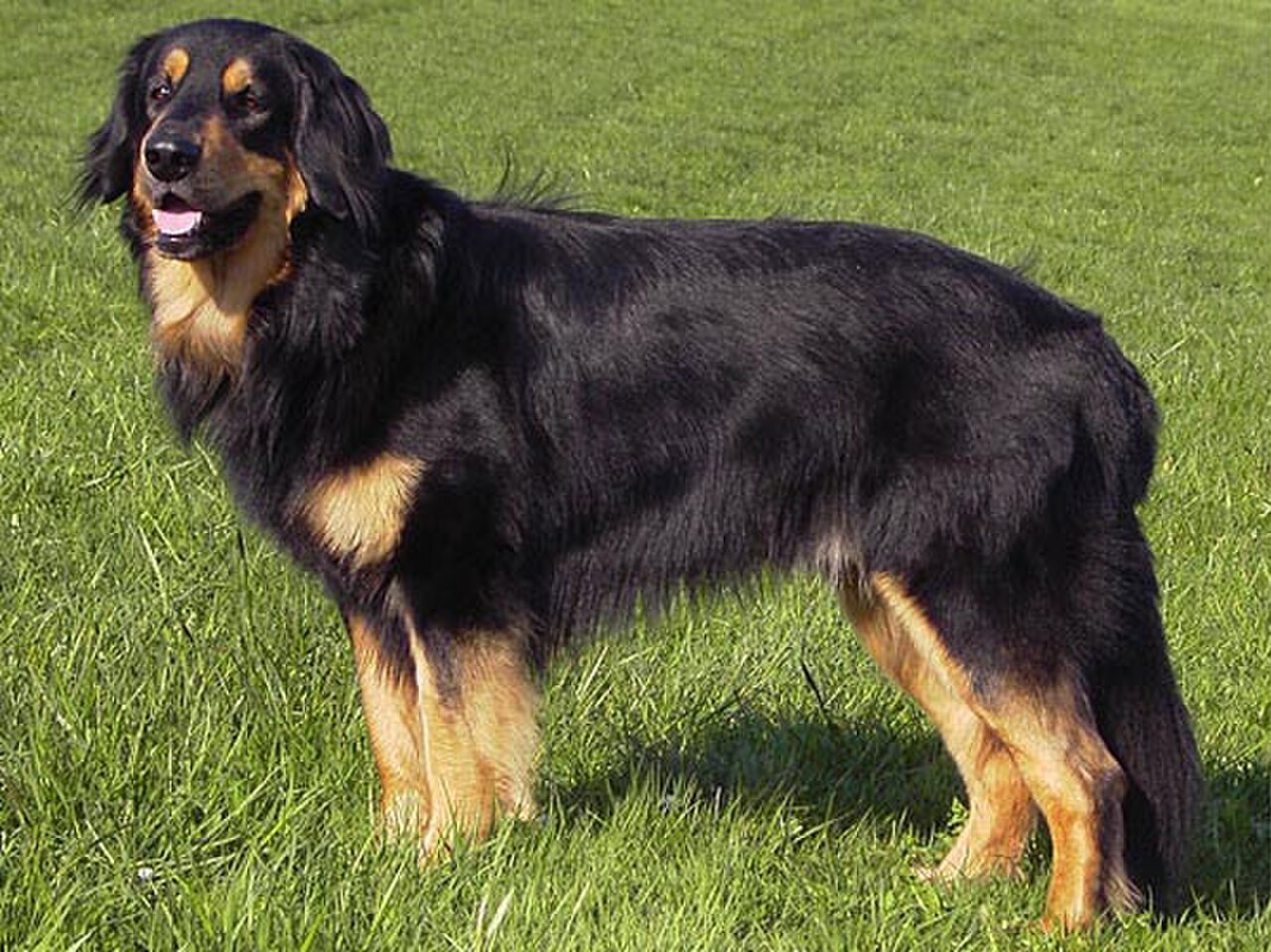 Hovawart dog