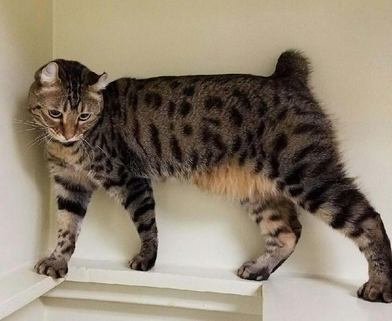 Highlander cat cat