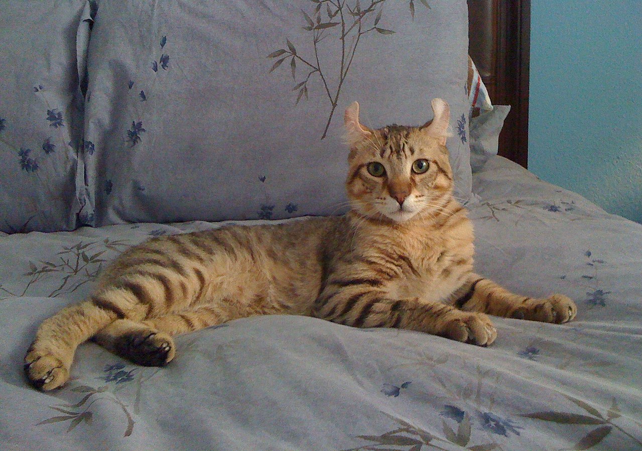 List of experimental cat breeds cat