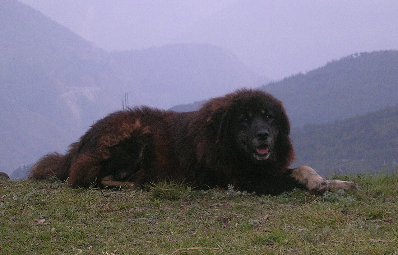 Black Gaddi Kutta (Himalayan Sheepdog) in the hills