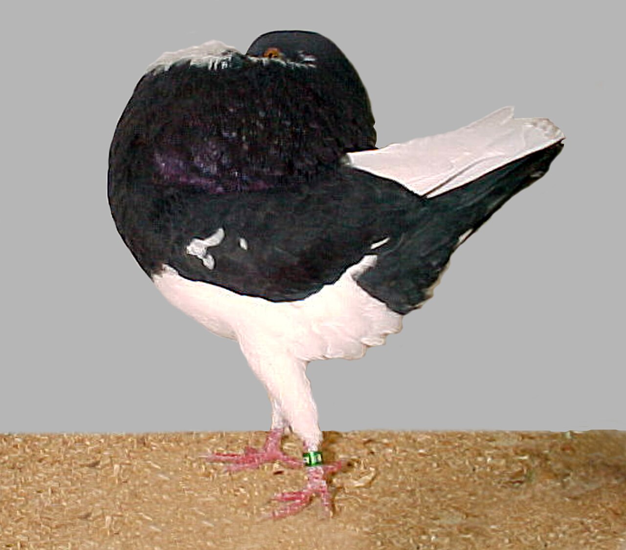 Holle Cropper pigeon