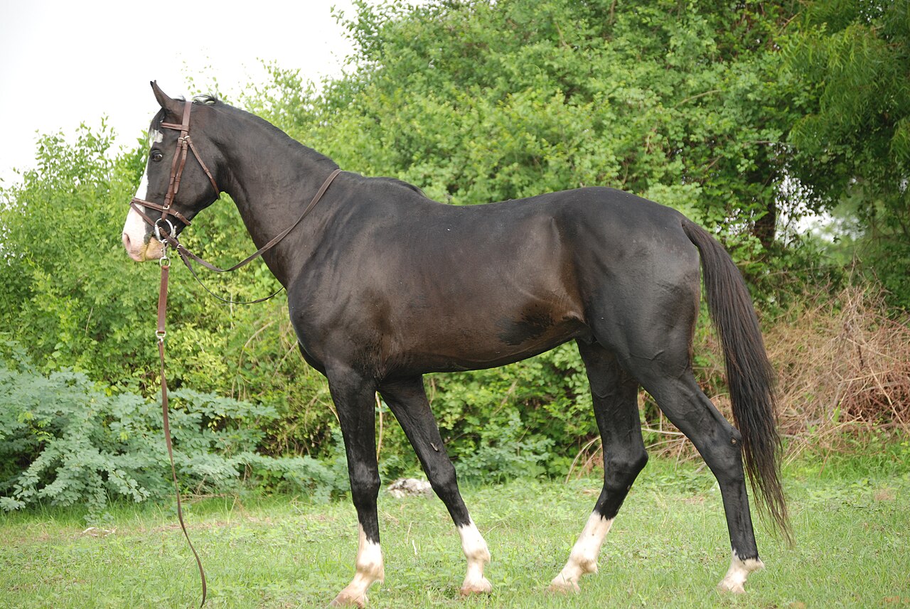Marwari horse showing its distinctive inward-curving ears