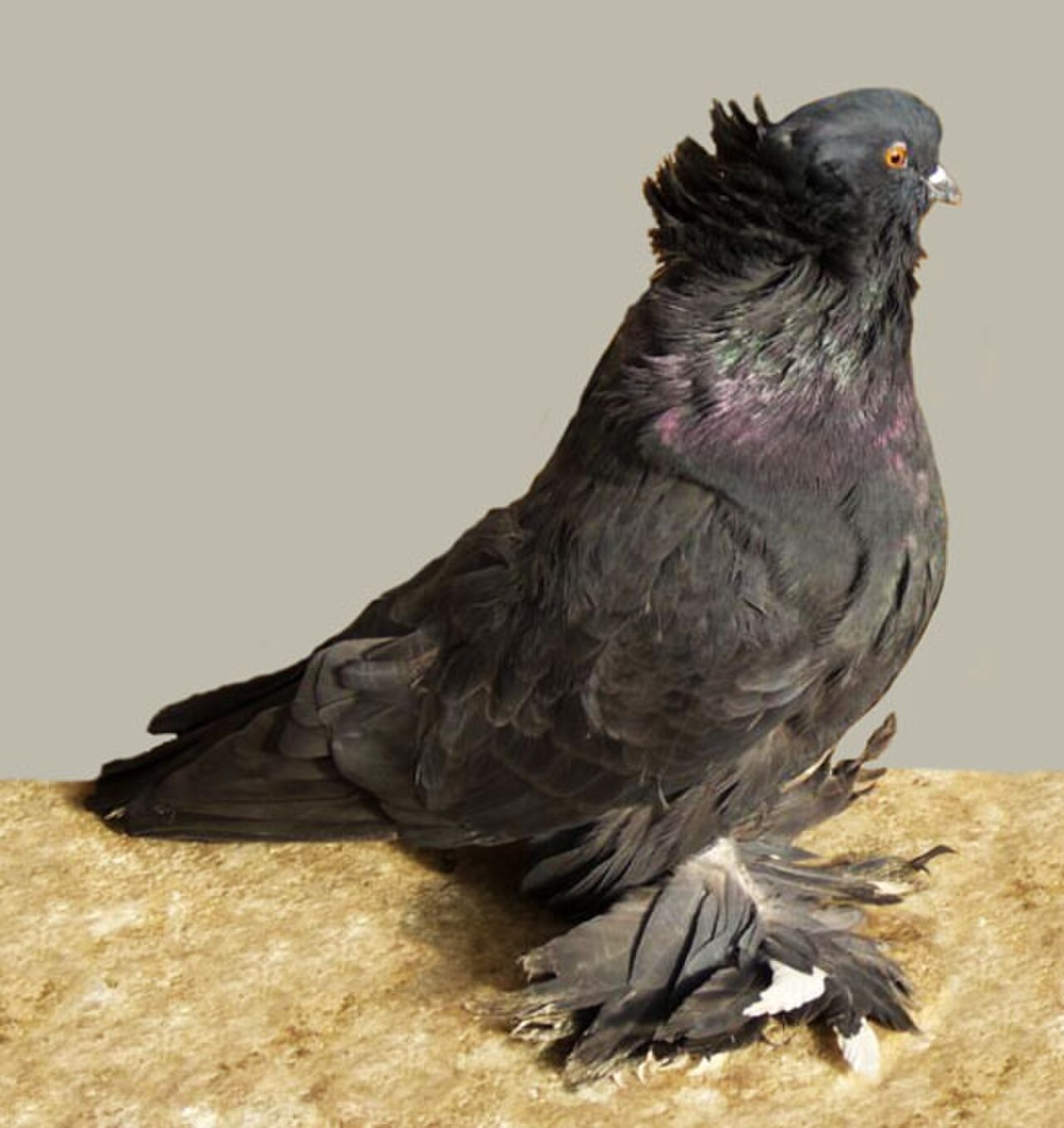 Hungarian Giant pigeon