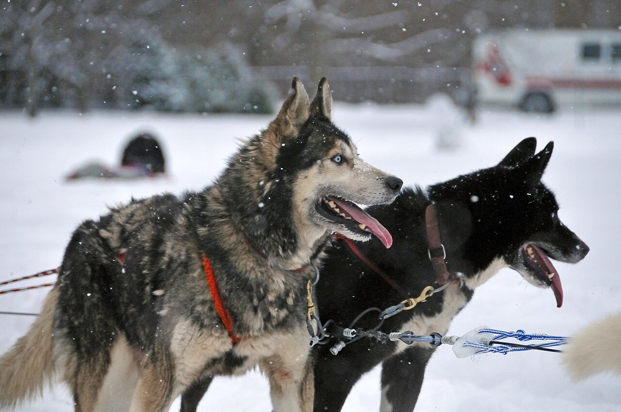 Husky dog