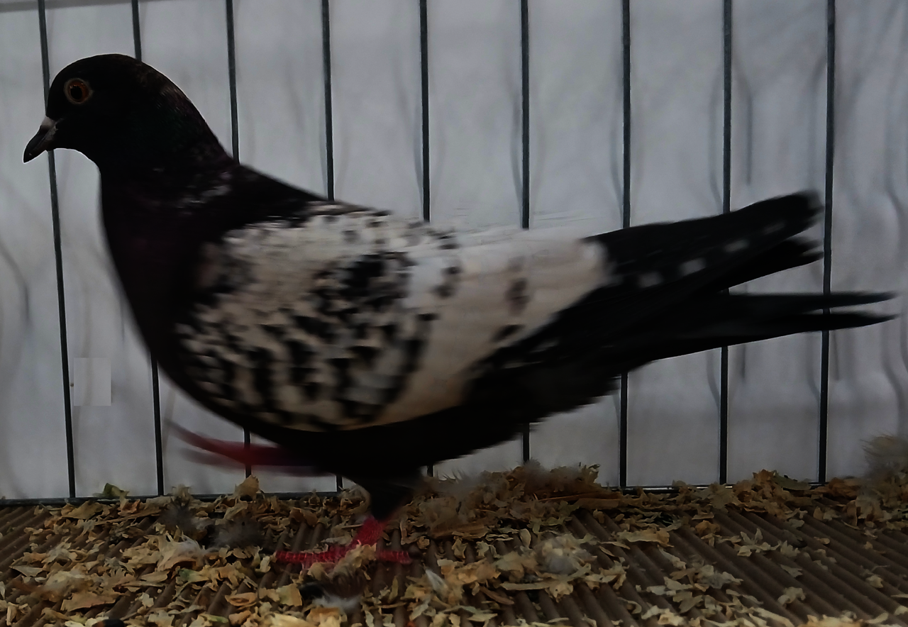 Hyacinth pigeon