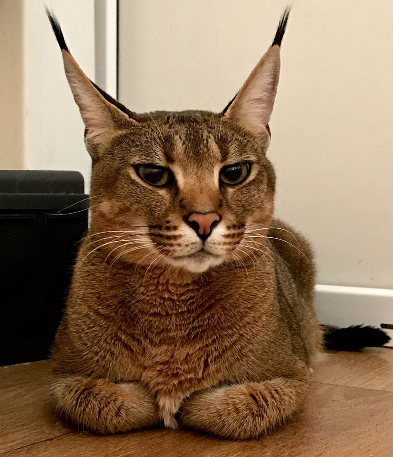 Caracat cat