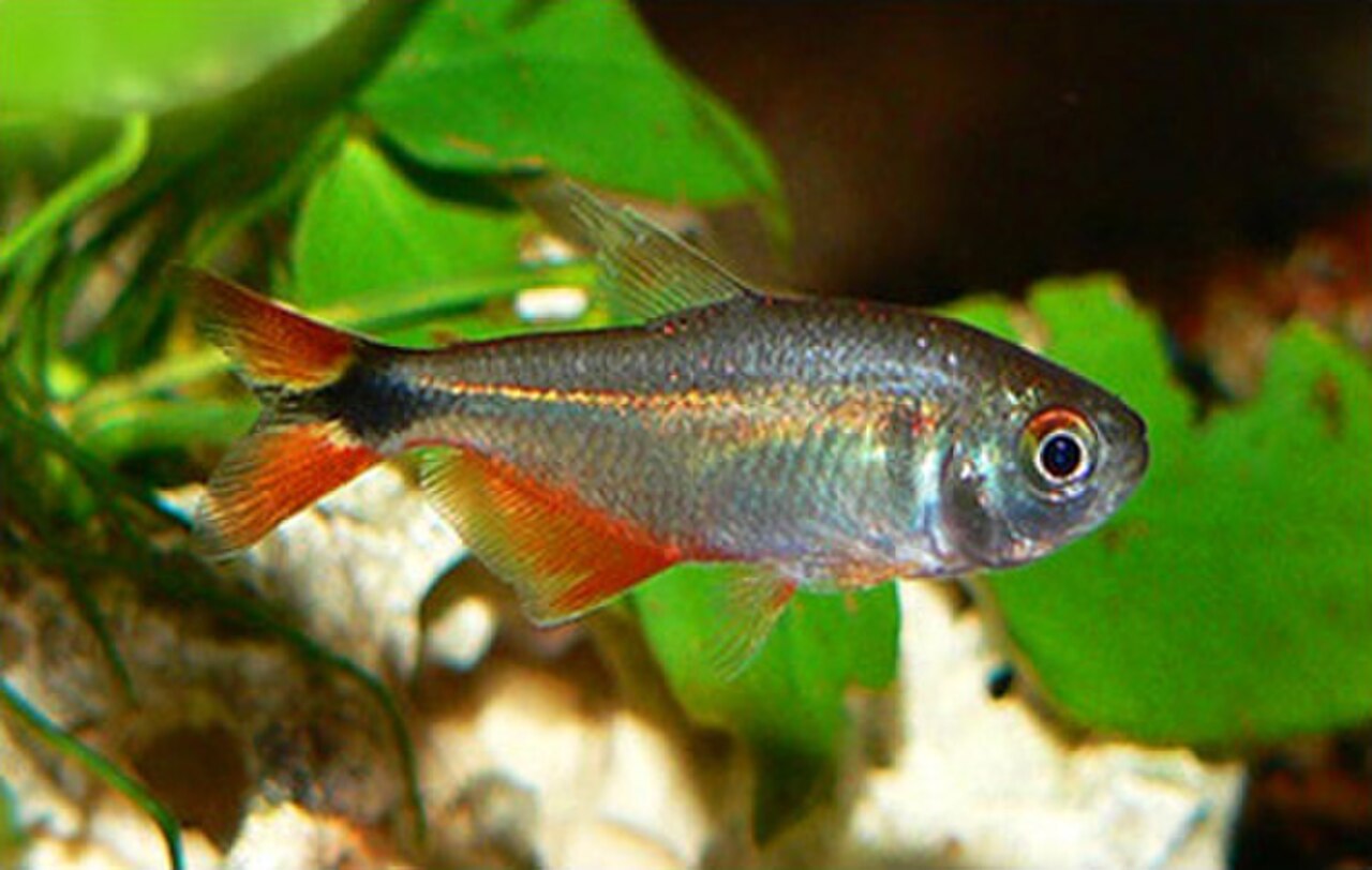 A photo of a Buenos Aires Tetra