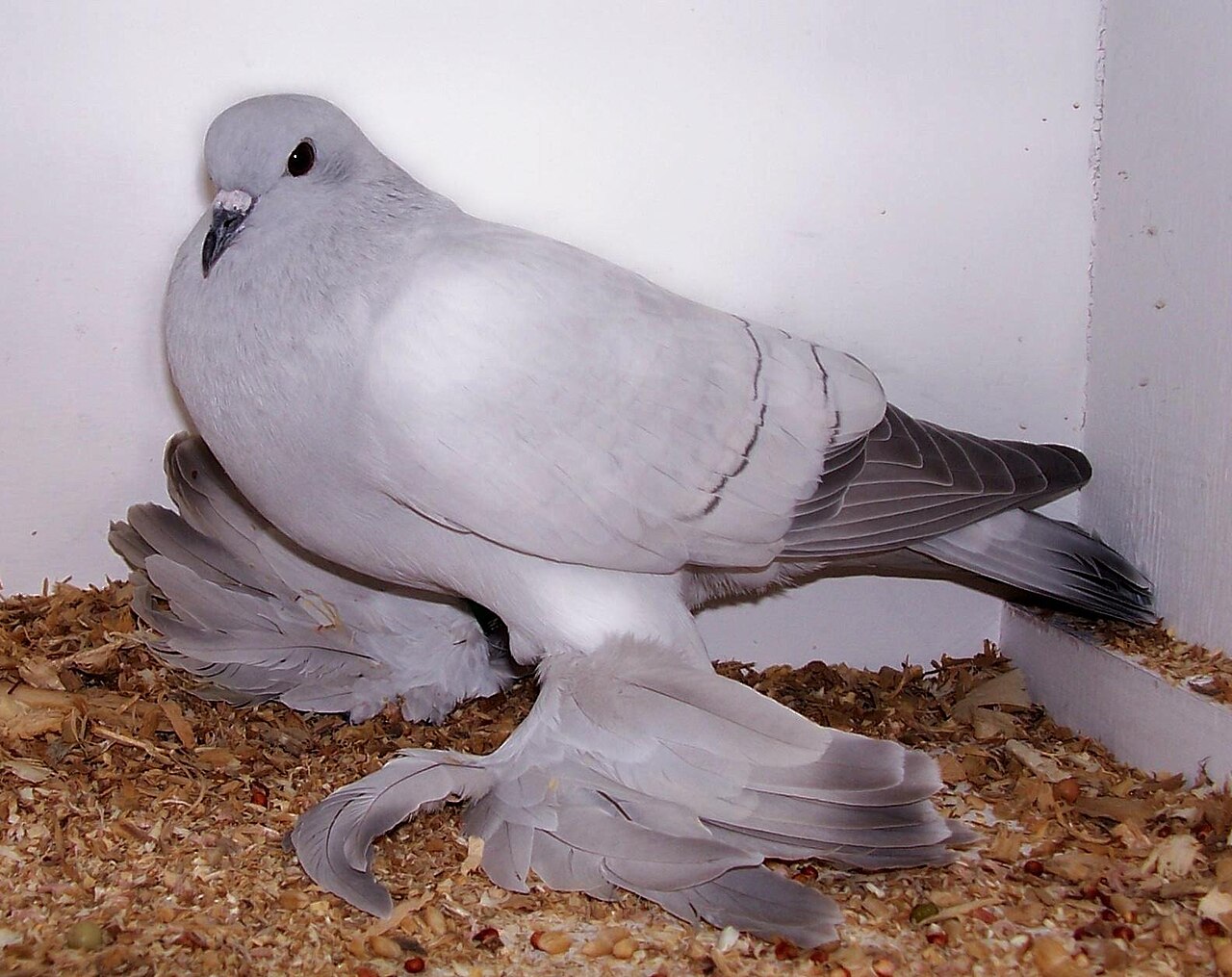 Ice pigeon