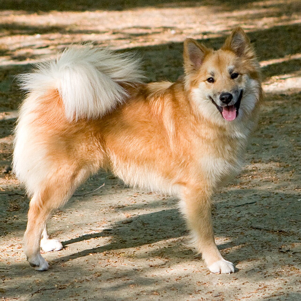 Icelandic Sheepdog dog