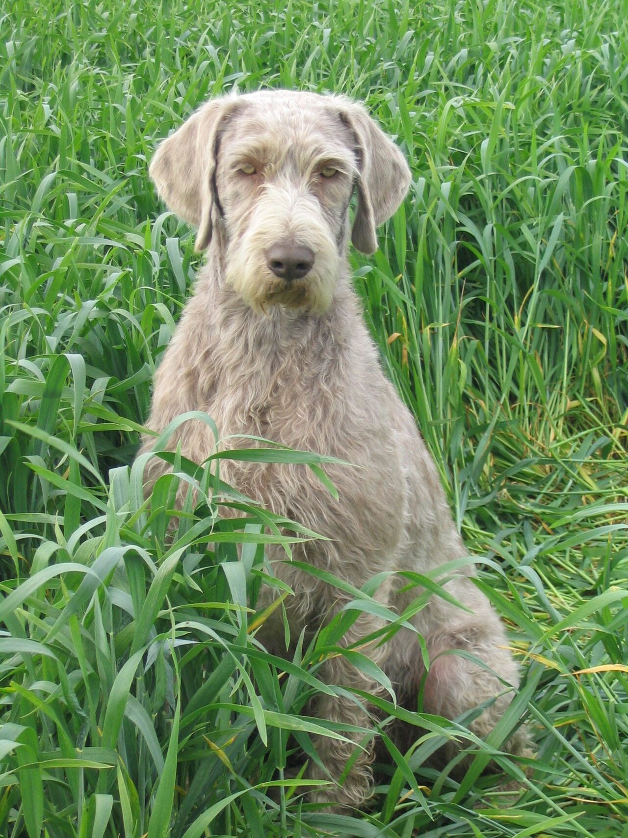 Slovak Rough-haired Pointer dog