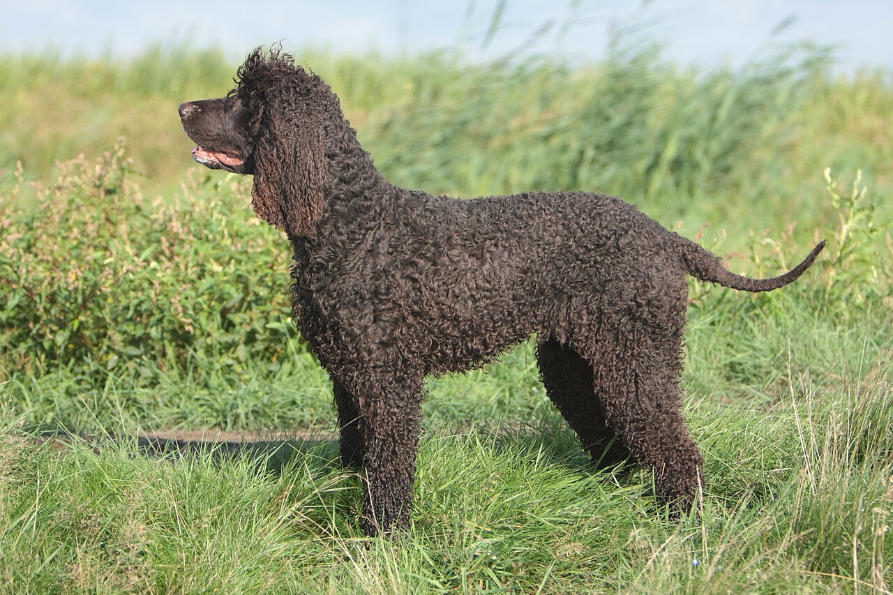 Irish Water Spaniel dog