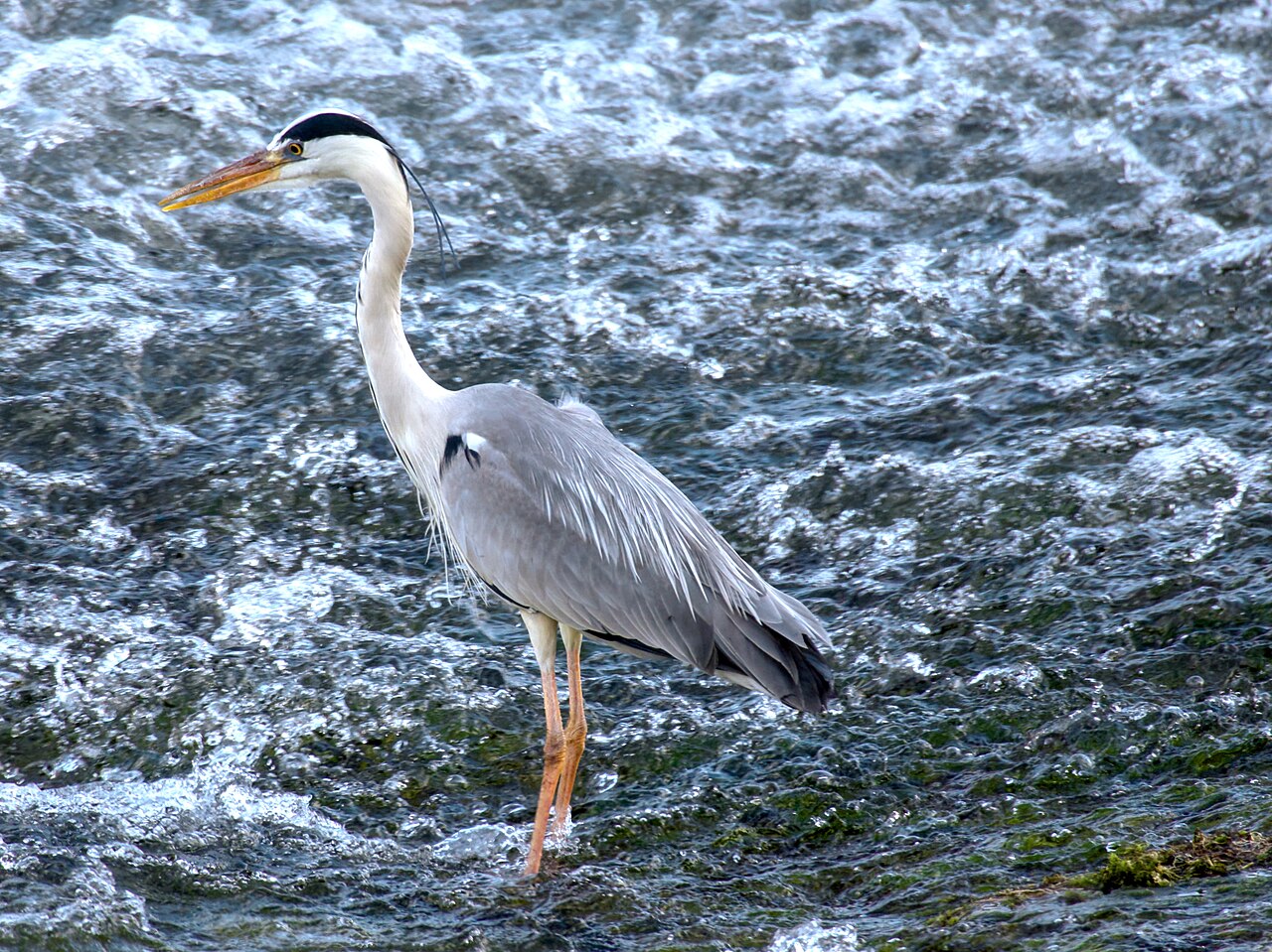 Grey heron
