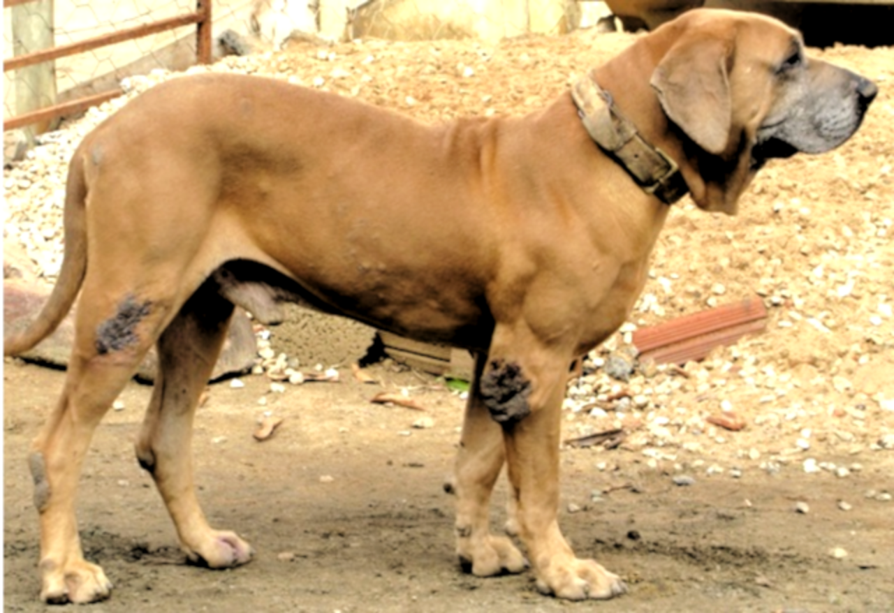 Original Fila Brasileiro dog
