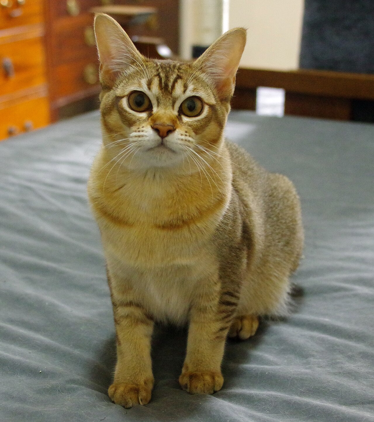 Asian cat cat