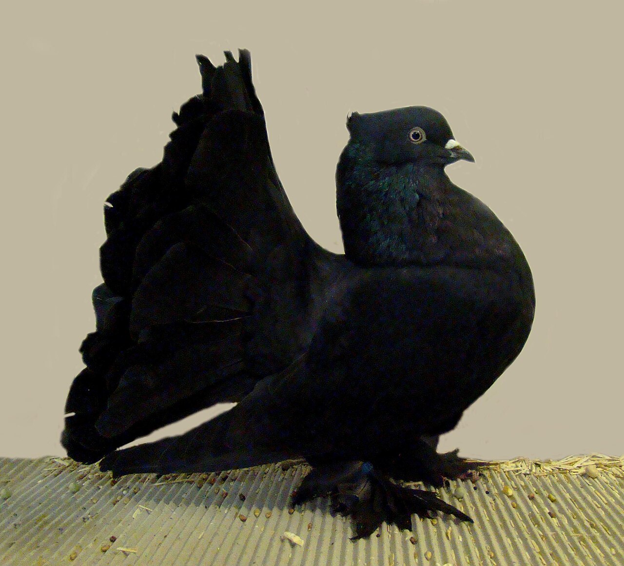 Indian Fantail pigeon