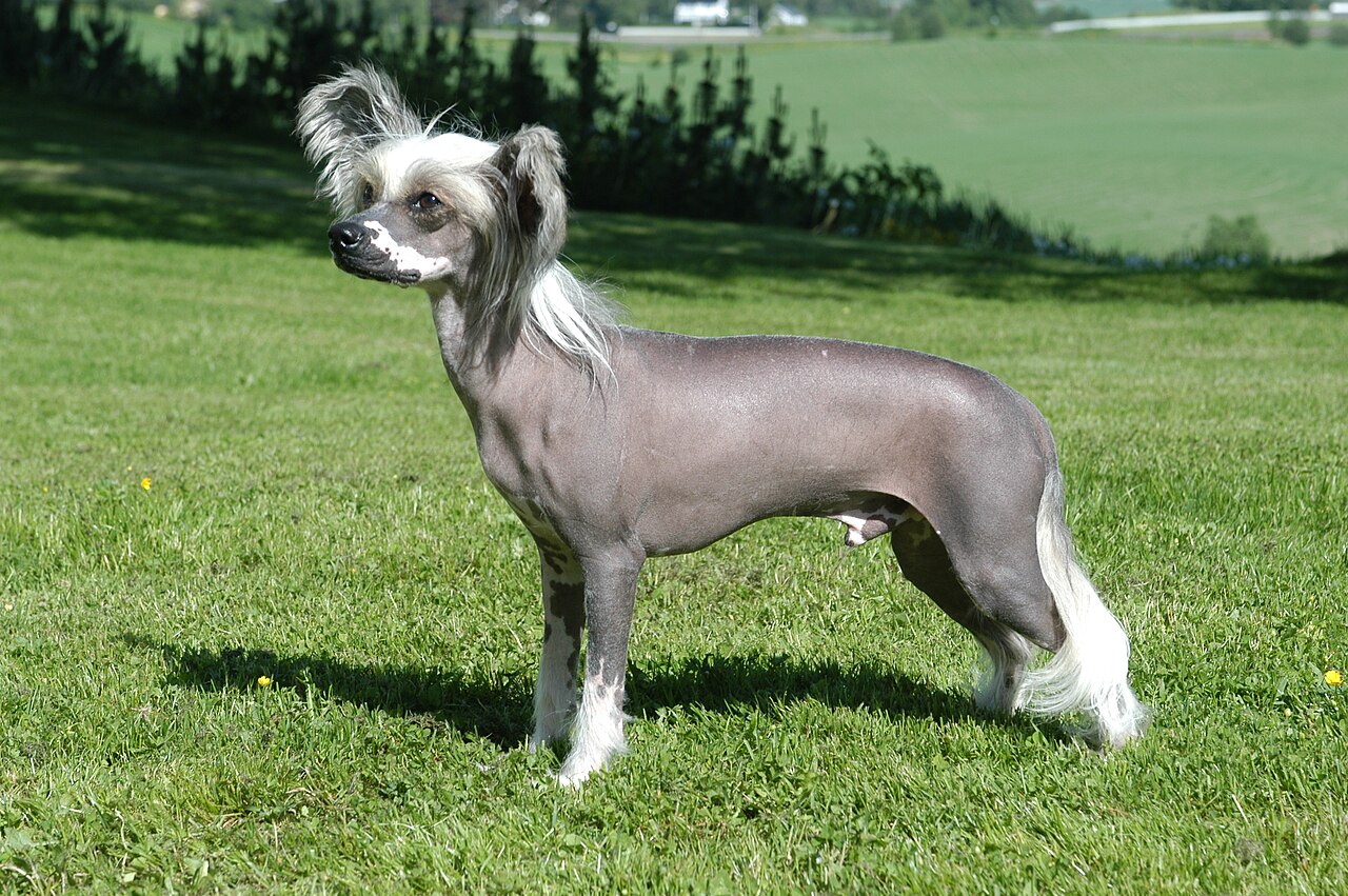 Chinese Crested Dog dog