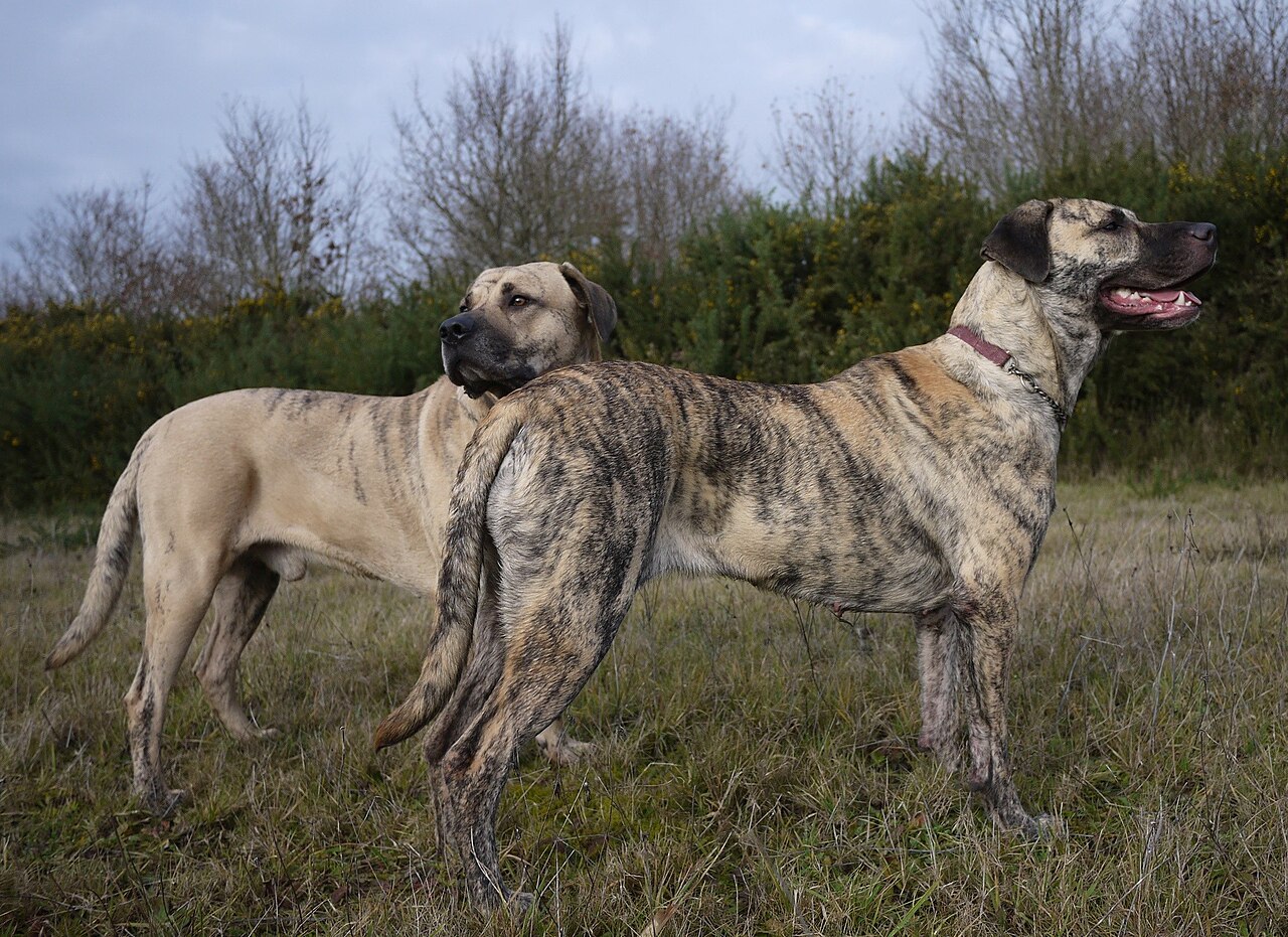 Cimarrón Uruguayo dog