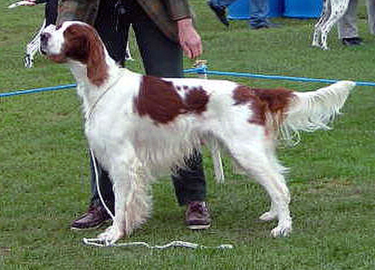 Irish Red and White Setter dog