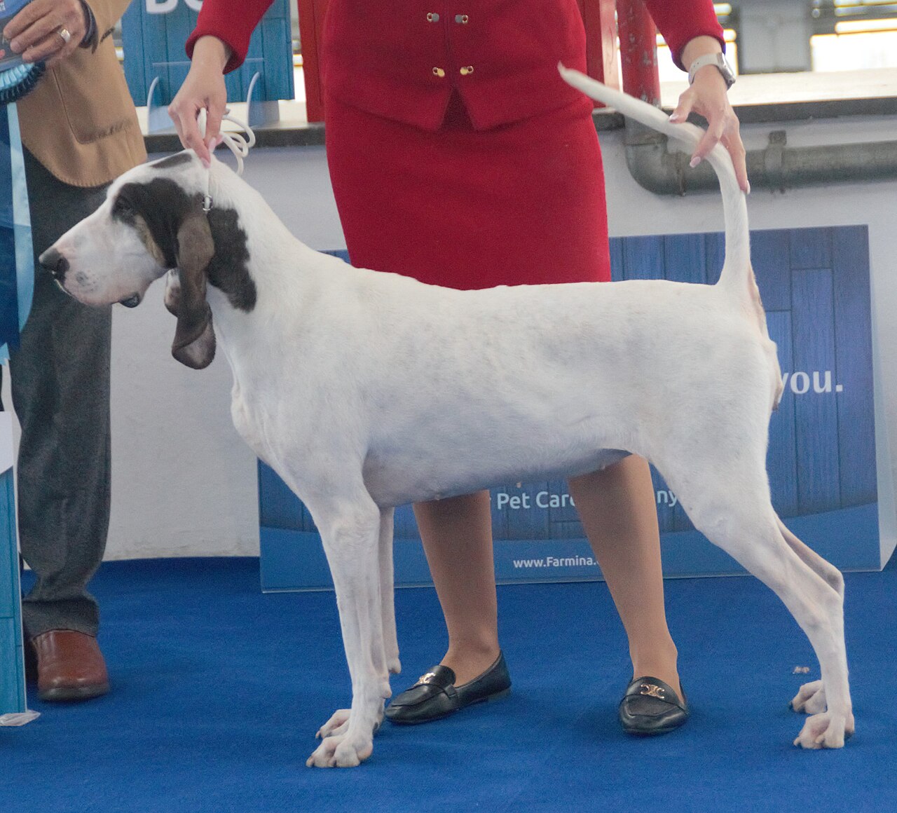 Gascon Saintongeois dog