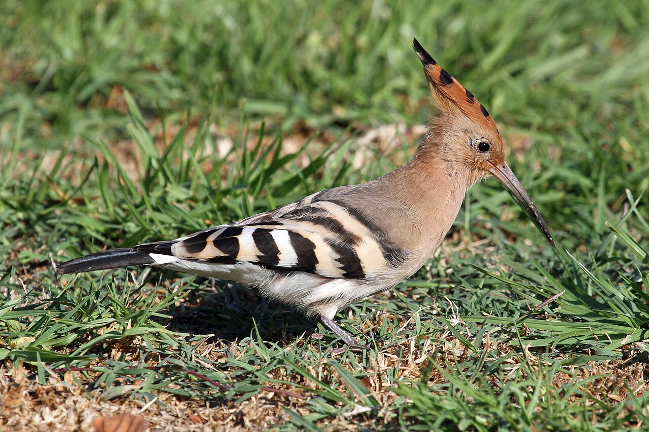 Eurasian hoopoe