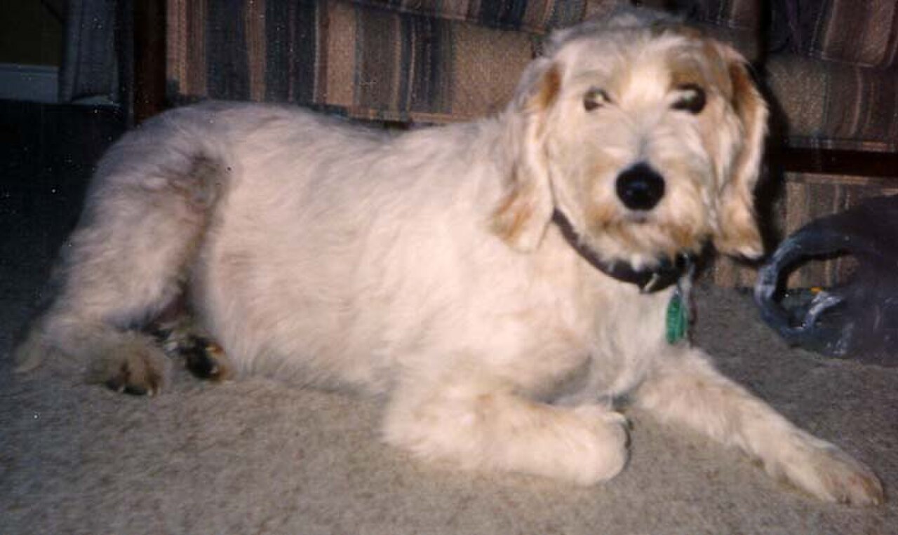 Istrian Coarse-haired Hound dog