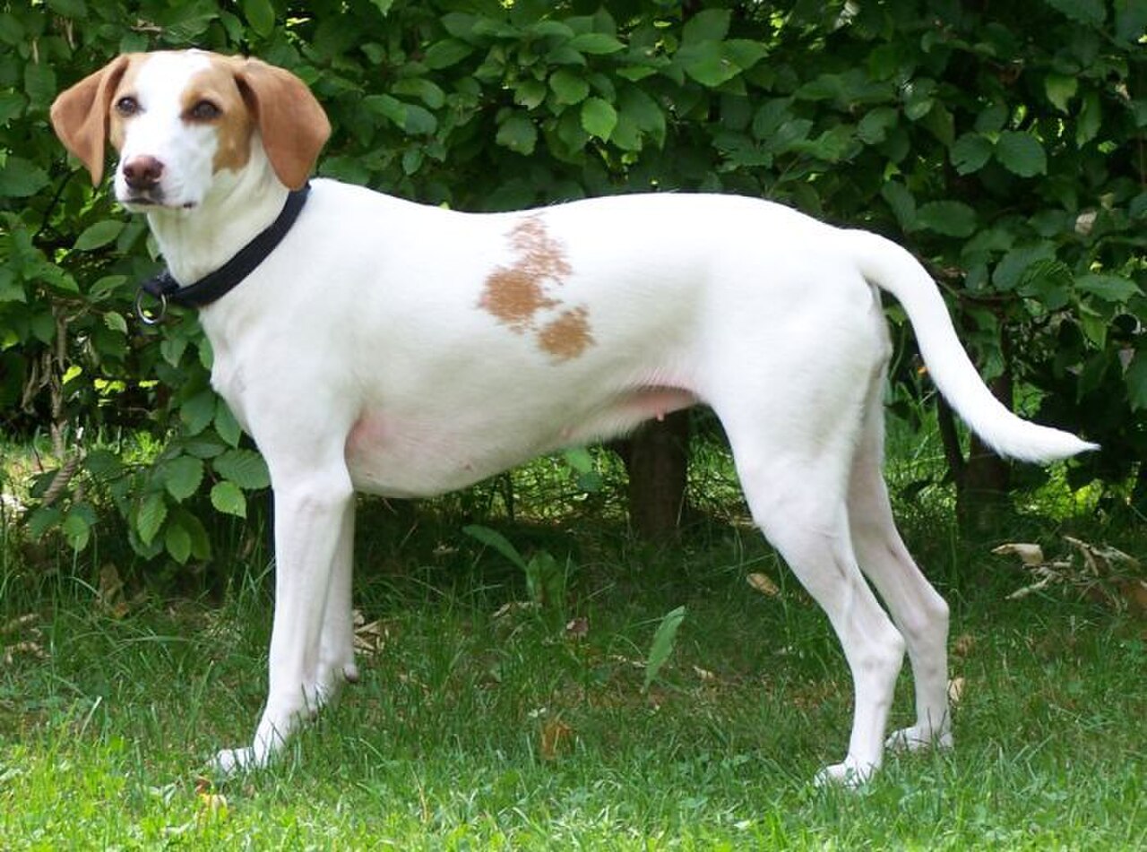 Istrian Shorthaired Hound dog