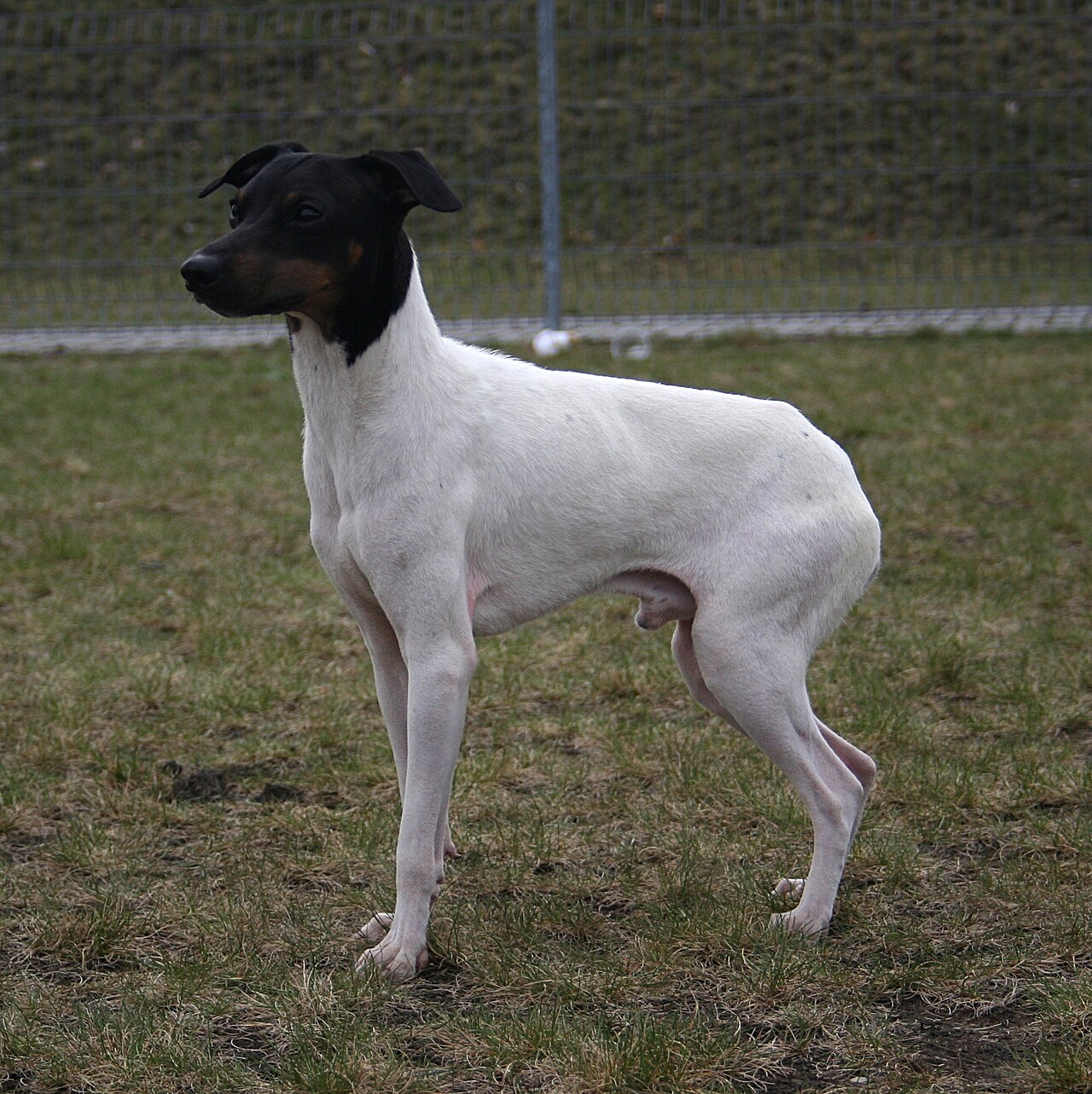 Japanese Terrier dog