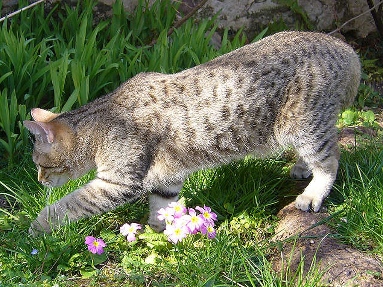 Pixie-bob cat